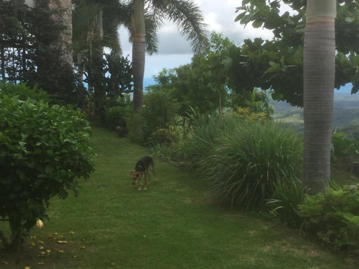 Hawk'S Nest Bed & Breakfast La Laguna de San Carlos Exterior foto